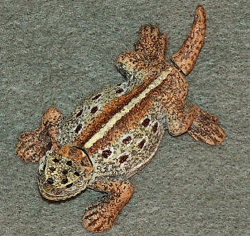 2-inch Bobble Head Horned Lizard Molded Marble (image for) 2-inch Bobble Head Horned Lizard Molded Marble