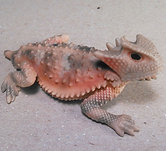 Sherbrookei Horned Lizard Hand-Painted Figurine (image for) Sherbrookei Horned Lizard Hand-Painted Figurine
